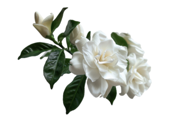 Gardenia White Blossom PNG Isolated on Transparent Background