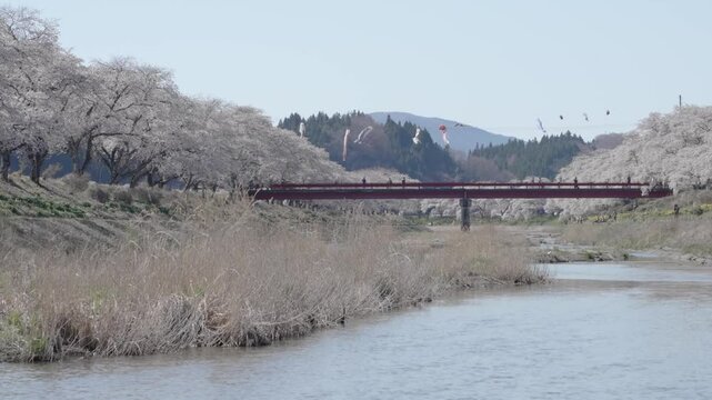 福島県　夏井千本桜