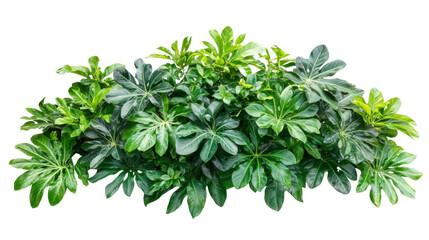 Obraz premium Tropical plants, transparent background