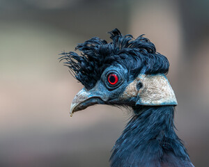 A portrait of a crested guineafowl reveals its unique, spiky crown and striking blue-black plumage. Its bright red wattle contrasts with its textured feathers.