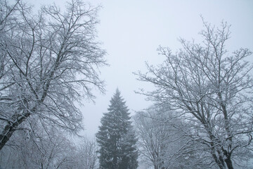 snow covered trees