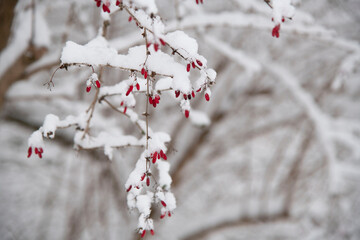 red berries in snow