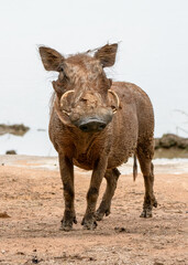 Fototapeta premium A lone warthog trots through the grasslands, its tusks jutting out from its broad face. With a curious gaze and a twitch of its ears, it moves cautiously, blending into the savanna’s wild expanse.