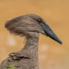 A close-up portrait of a hammerkop bird showcases its distinctive, hammer-shaped bill and striking brown feathers. Its sharp eyes reflect intelligence, and its graceful posture stands out in the wild.