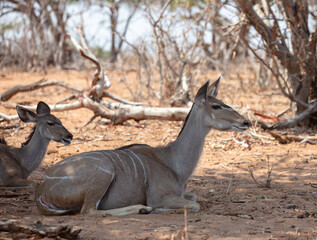 Kudu antelope at African savanna. Tragelaphus strepsiceros at Chobe national Park, Botswana