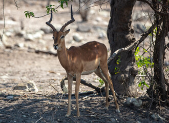 Naklejka premium Impala at Chobe national Park, Botswana Africa. Horned male antelope