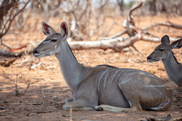Kudu antelope at African savanna. Tragelaphus strepsiceros at Chobe national Park, Botswana