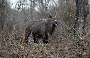Nyala at African savanna. Male horned antelope at Chobe national Park, Botswana