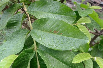 leaves with dew drops