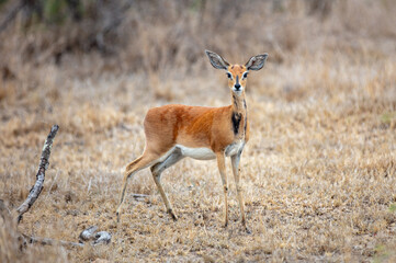 Steenbok antelope at Chobe national Park, Botswana Africa. Raphicerus campestris