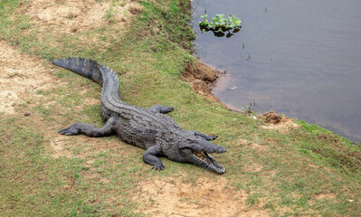 Crocodile resting on the river bank, Chobe National Park, Botswana, Africa