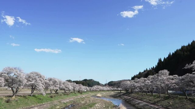 福島県　夏井千本桜