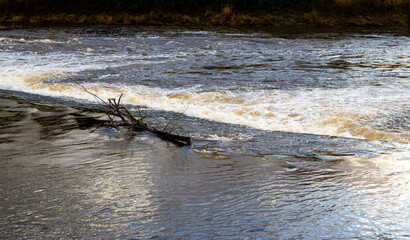 Driftwood tree stuck on river weir