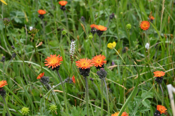 Closeup orange flowers. Mountains views of meadows and rivers on a summer cloudy day , Kazakhstan, Kegen, Aktas mount, Tekes river.