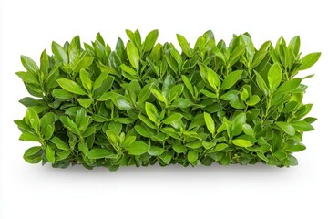 Obraz premium A photostock of green bushes trimmed into perfect symmetrical shapes, isolated on a clean white background, High Quality