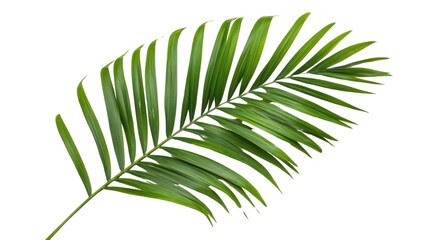 Obraz premium Large palm leaf, transparent background