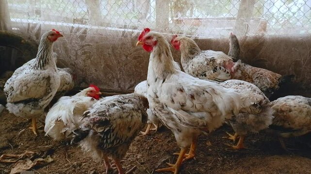 Chickens and roosters with bald butts, featherless roosters with skin on a poultry farm