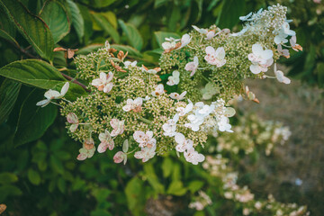 Close-up of white, nearly faded hydrangea flowers with delicate petals against a green, leafy background.

