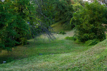Lush green park with an open grassy clearing surrounded by tall trees and bushes under natural light.  © Borys