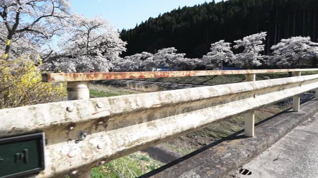 福島県　夏井千本桜