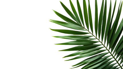 Obraz premium Large palm leaf, transparent background