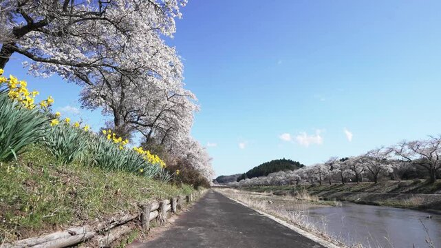 福島県　夏井千本桜