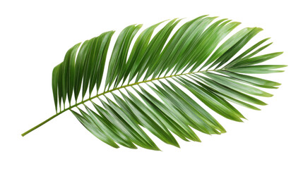 Fototapeta premium Large palm leaf, transparent background