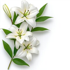 Obraz premium A photostock of soft white lilies in full bloom, elegant and serene, arranged symmetrically on a clean white background, High Quality