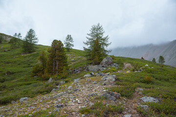 Atmospheric mountain landscape with sparse coniferous trees among lush flora in alpine valley in rainy weather. Dramatic view to open conifer forest and thickets on green hill under grey cloudy sky.