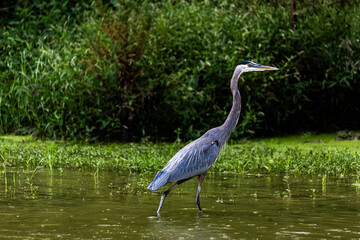 great blue heron