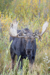 Bull Moose During the Rut in Grand Teton National Park Wyoming in Autumn