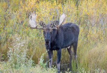 Bull Moose During the Rut in Grand Teton National Park Wyoming in Autumn