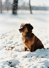 dog in winter