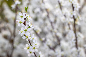 Thorn blossom, white thorn flowers on a bush on a blurred background