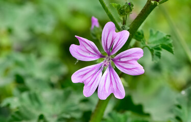 peaceful flowers and natural environment in nature
