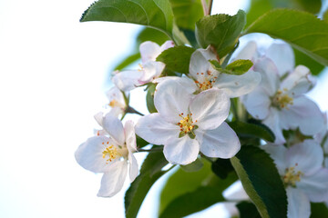apple tree branch with flowers on a light background