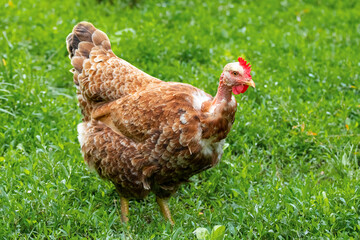The brown hen in the garden amidst green vegetation