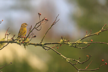 bird on a branch