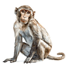 Fototapeta premium Watercolor Macaque Monkey Vector
