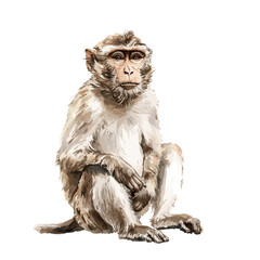 Fototapeta premium Watercolor Macaque Monkey Vector