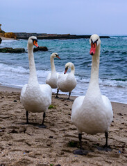 The mute swan Cygnus olor, group of adult white swans resting on sandy shore of Black Sea