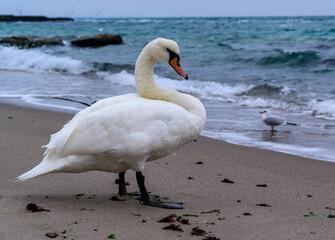 Mute swan Cygnus olor - adult white waterfowl swan resting on the beach of the Black Sea, Ukraine