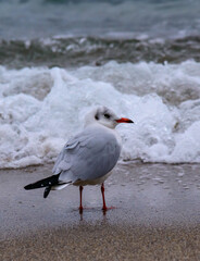 Black-headed Gull Larus ridibundus - birds rest on the shore and walk on the sand on the sandy beach of Odessa, Black Sea