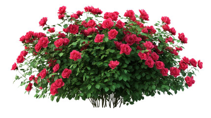 Red roses, transparent background