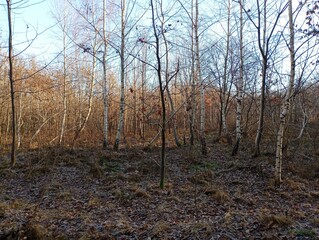 Beautiful landscape in a birch grove. Even young birches create a rhythmic landscape with their white thin trunks in the autumn forest.