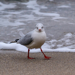 Black-headed Gull Larus ridibundus - birds rest on the shore and walk on the sand on the sandy beach of Odessa, Black Sea