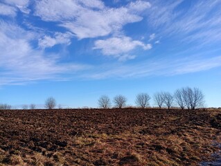 Obraz premium Beautiful autumn landscape in a field on a sunny day with a beautiful sky. A row of bare trees on the horizon against the sky.