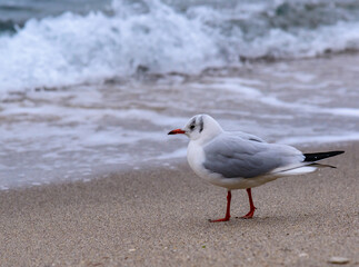 Black-headed Gull Larus ridibundus - birds rest on the shore and walk on the sand on the sandy beach of Odessa, Black Sea