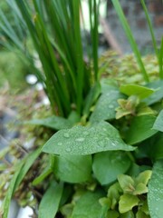 Rain Drops on a Heart-Shaped Leaf