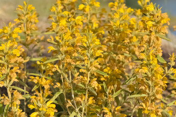 peaceful flowers and natural environment in nature